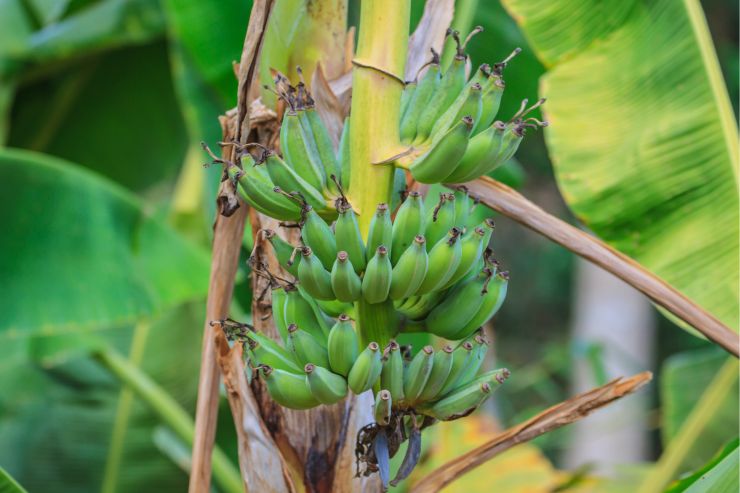 Piantagioni di banane