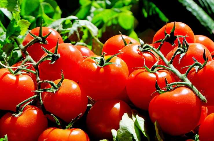 Cosa sta accadendo ai pomodori italiani 