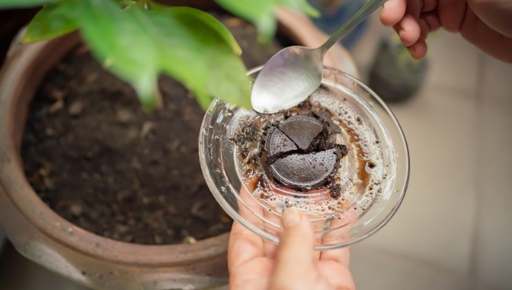 fondi caffè fertilizzante piante