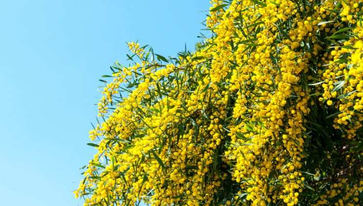 dal rametto alla pianta di mimosa