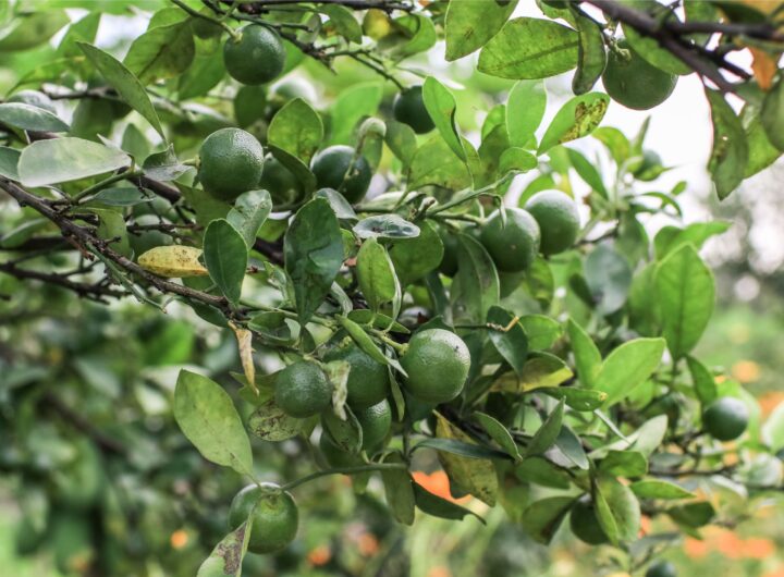 Biodiversità agricola